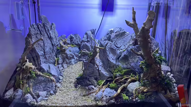 Aquarium Branch von chu2k8 (7)