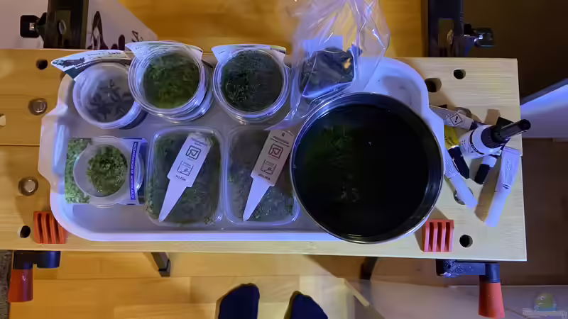 Aquarium Branch von chu2k8 (9)