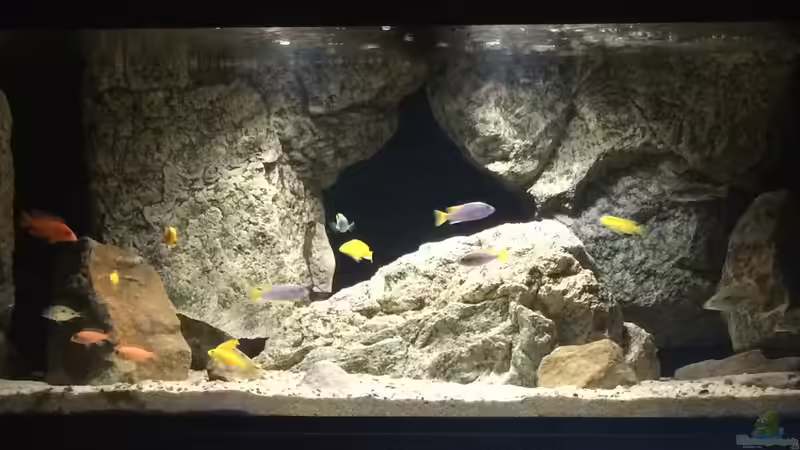 Aquarium Branjo Bay Lake Nyassa von Branjo (6)