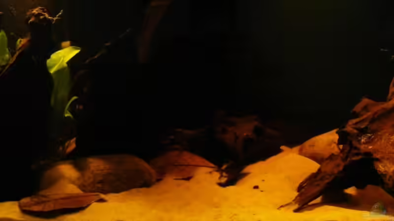 Aquarium Brasilien Amazonas (aufgelöst) von Zigermandli (2)