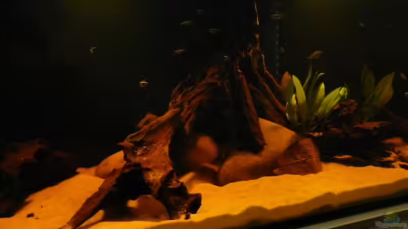 Aquarium Brasilien Amazonas (aufgelöst) von Zigermandli (3)