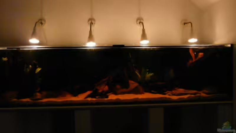 Aquarium Brasilien Amazonas (aufgelöst) von Zigermandli (5)