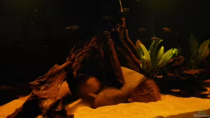 Aquarium Brasilien Amazonas (aufgelöst) von Zigermandli (6)