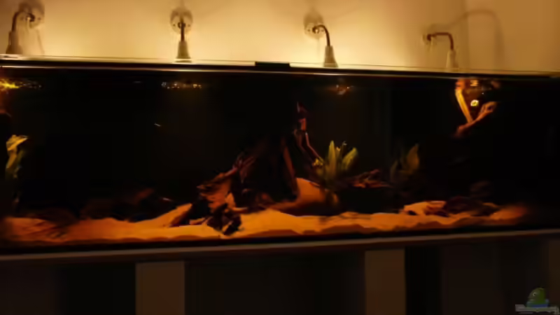 Aquarium Brasilien Amazonas (aufgelöst) von Zigermandli (7)