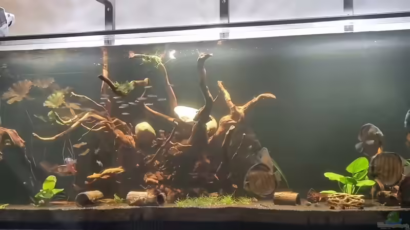 Aquarium Brazilian Dream von The_Lizardking (12)