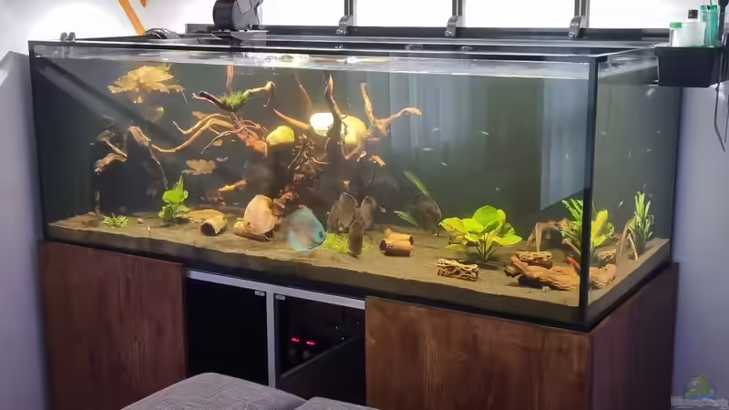 Aquarium Brazilian Dream von The_Lizardking (13)