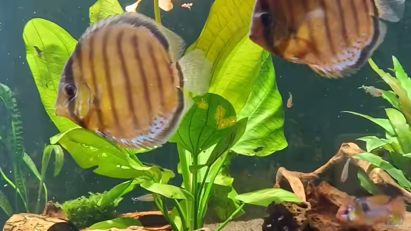 Aquarium Brazilian Dream von The_Lizardking (16)