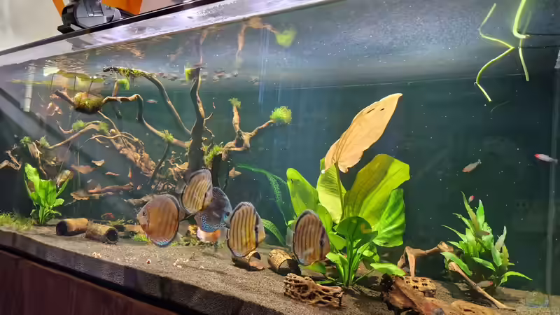 Aquarium Brazilian Dream von The_Lizardking (17)