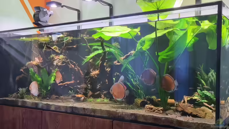 Aquarium Brazilian Dream von The_Lizardking (18)