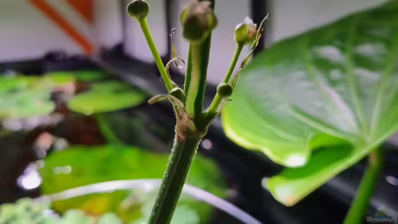 Aquarium Brazilian Dream von The_Lizardking (20)