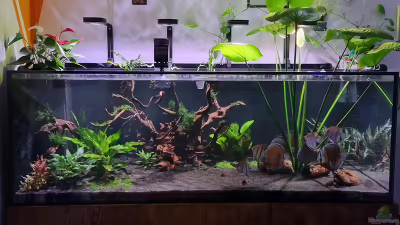 Aquarium Brazilian Dream von The_Lizardking (21)