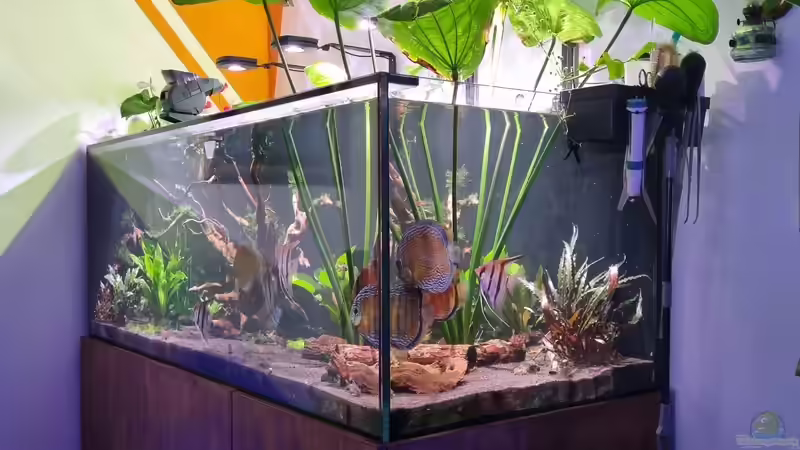 Aquarium Brazilian Dream von The_Lizardking (22)