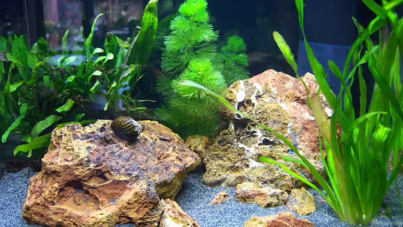 Aquarium Bruce zum zweiten von Schratze (10)