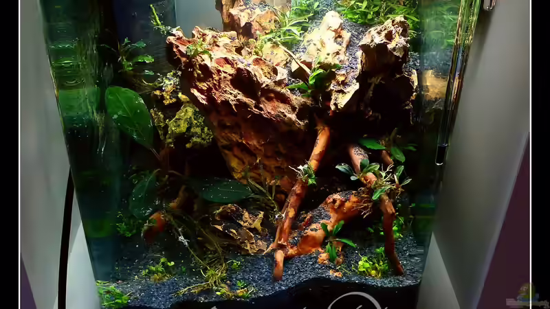 Aquarium Bucephalandra Pfütze von Scaper´s love Plants (3)