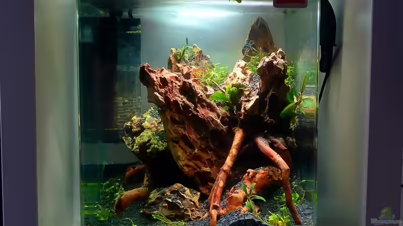 Aquarium Bucephalandra Pfütze von Scaper´s love Plants (4)