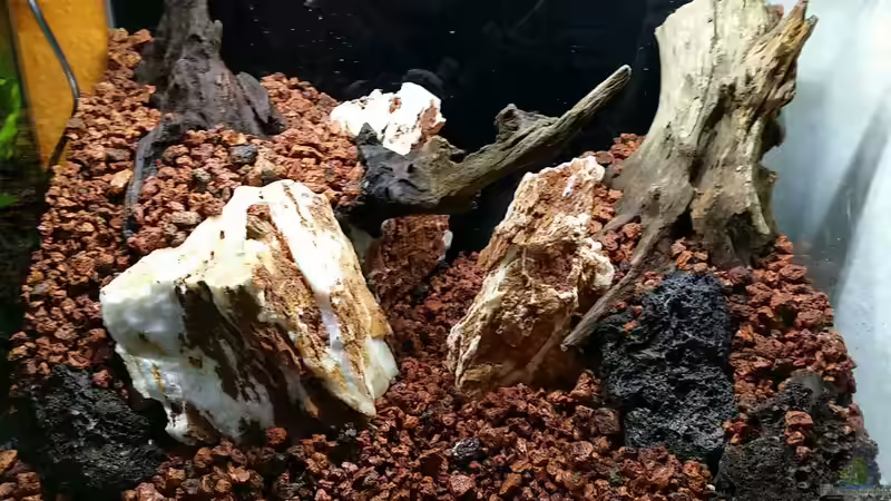 Aquarium Bucetank von Scaper´s love Plants (4)