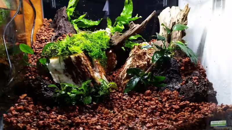 Aquarium Bucetank von Scaper´s love Plants (5)
