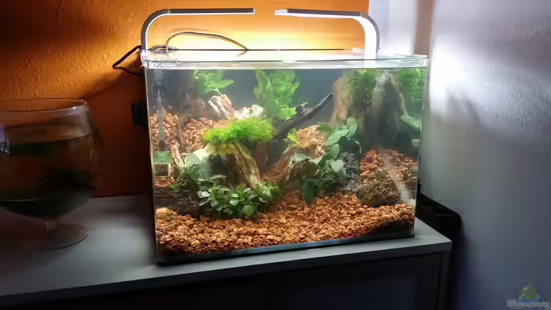 Aquarium Bucetank von Scaper´s love Plants (6)