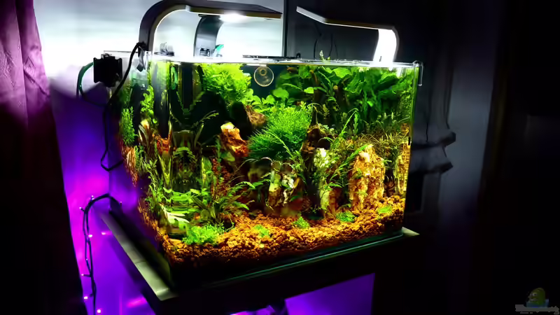 Aquarium Bucetank von Scaper´s love Plants (8)