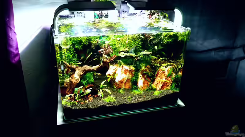 Aquarium Bucetank von Scaper´s love Plants (9)