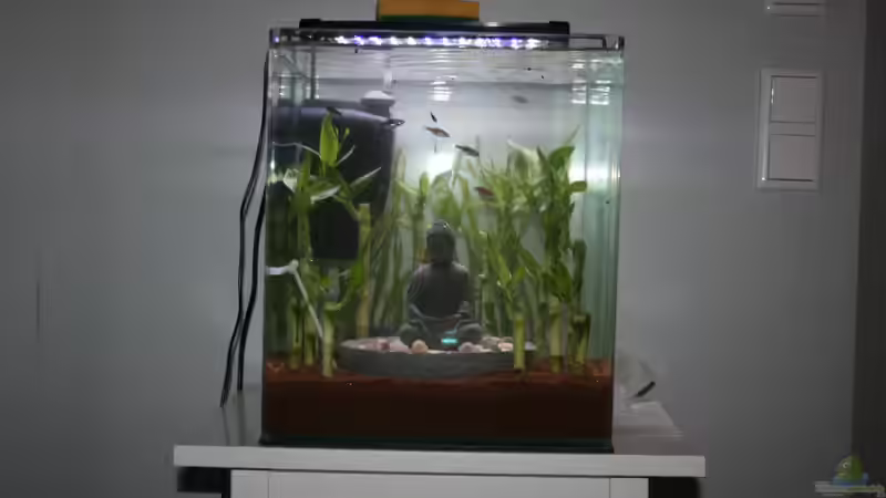Aquarium Buddha bei die Fische von Bawitdaba (10)