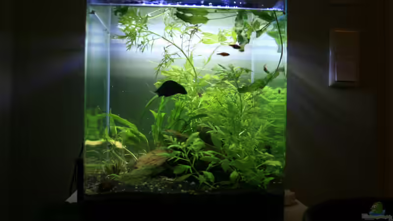 Aquarium Buddha bei die Fische von Bawitdaba (2)