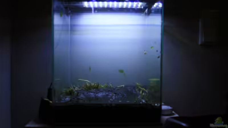 Aquarium Buddha bei die Fische von Bawitdaba (4)