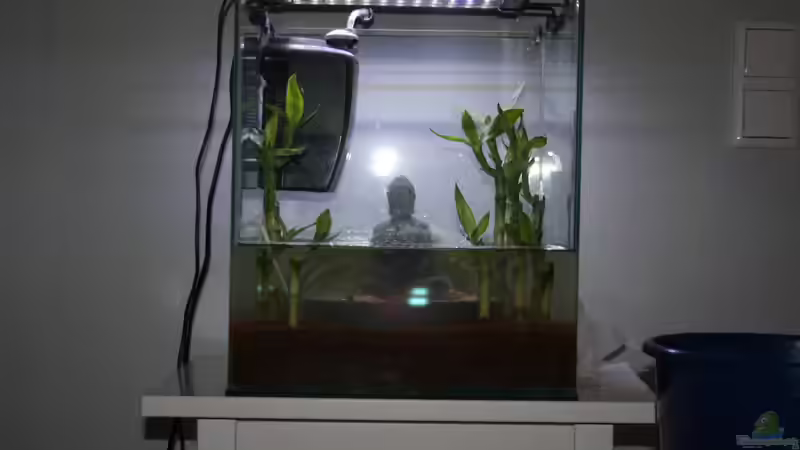 Aquarium Buddha bei die Fische von Bawitdaba (8)