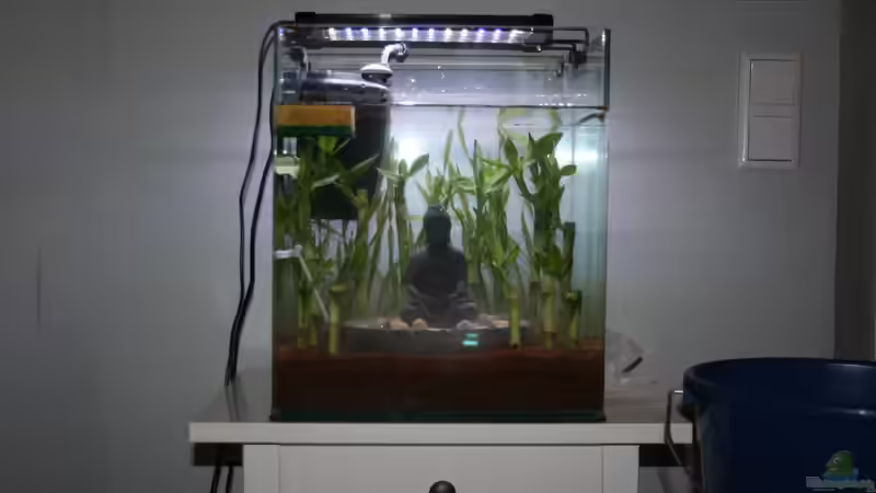 Aquarium Buddha bei die Fische von Bawitdaba (9)