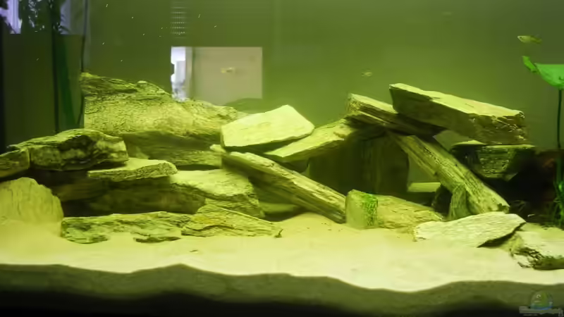 Aquarium Buntbarsch von Sascha85 (2)