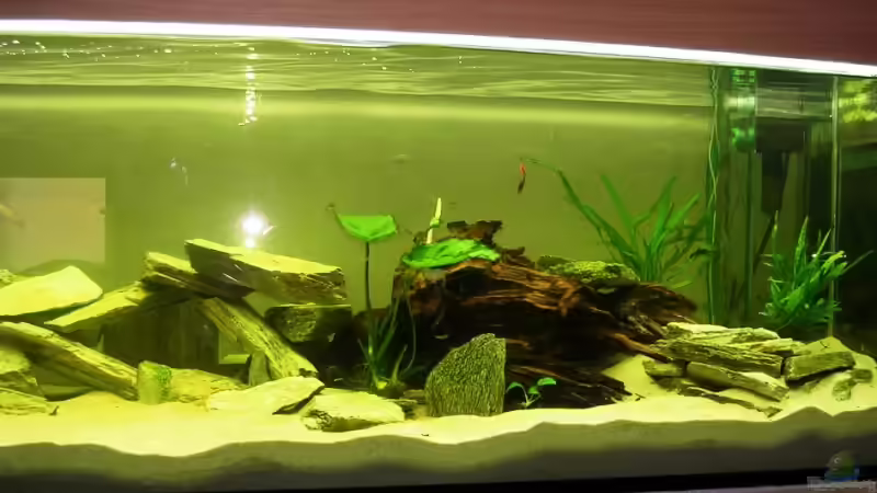 Aquarium Buntbarsch von Sascha85 (3)