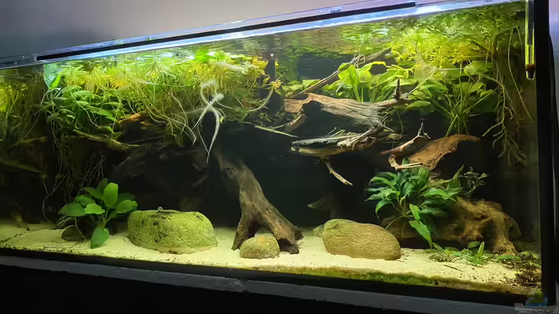 Aquarium Buschfisch Bude von Snowman (9)