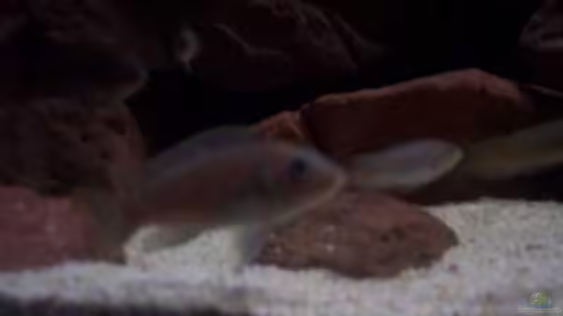 Aquarium CAfra Artenbecken von Sascha Riebke (10)