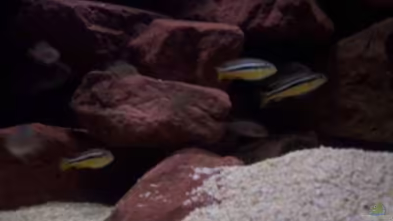 Aquarium CAfra Artenbecken von Sascha Riebke (12)