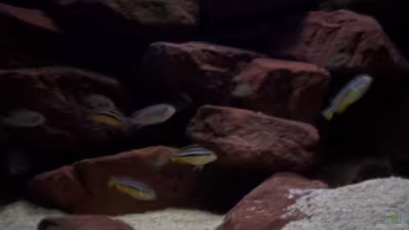 Aquarium CAfra Artenbecken von Sascha Riebke (14)