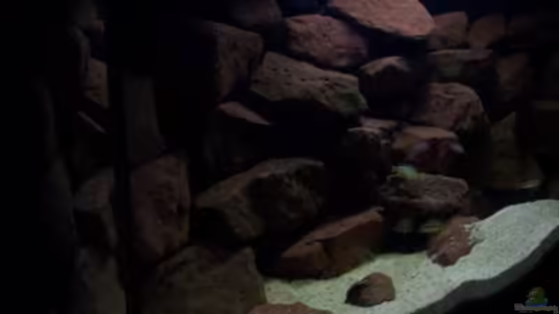 Aquarium CAfra Artenbecken von Sascha Riebke (15)