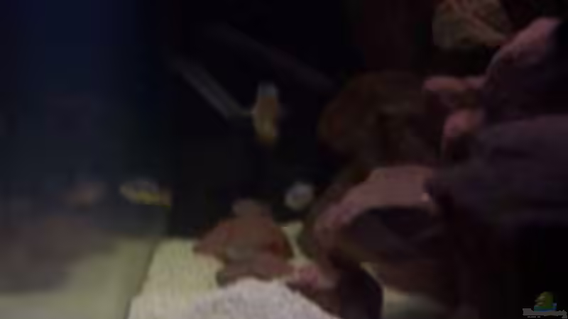 Aquarium CAfra Artenbecken von Sascha Riebke (16)