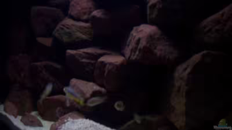 Aquarium CAfra Artenbecken von Sascha Riebke (17)