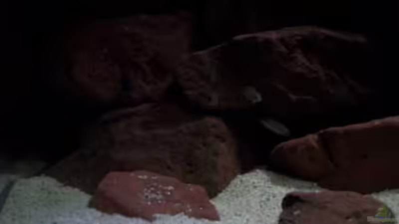 Aquarium CAfra Artenbecken von Sascha Riebke (2)