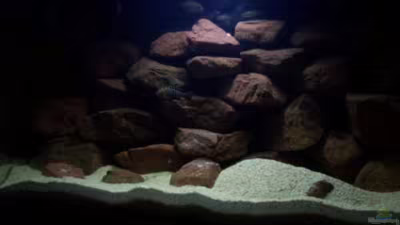 Aquarium CAfra Artenbecken von Sascha Riebke (4)