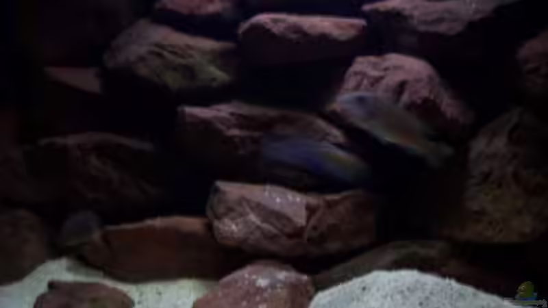 Aquarium CAfra Artenbecken von Sascha Riebke (6)