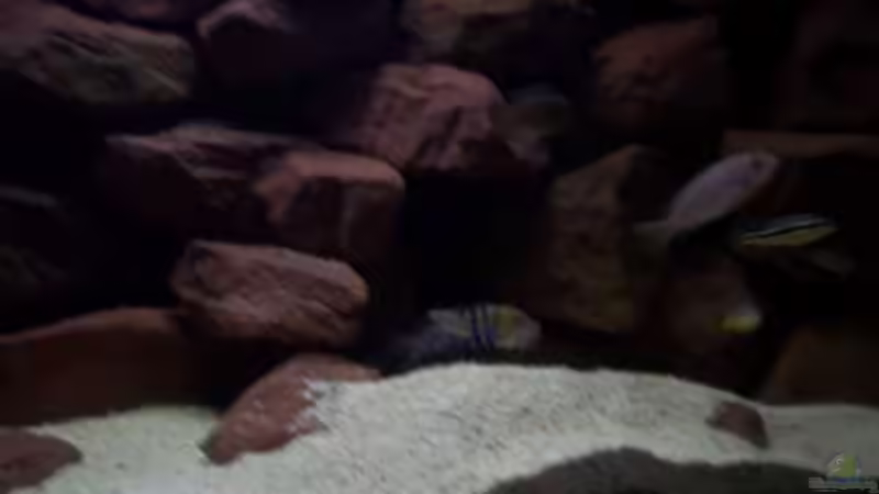 Aquarium CAfra Artenbecken von Sascha Riebke (7)