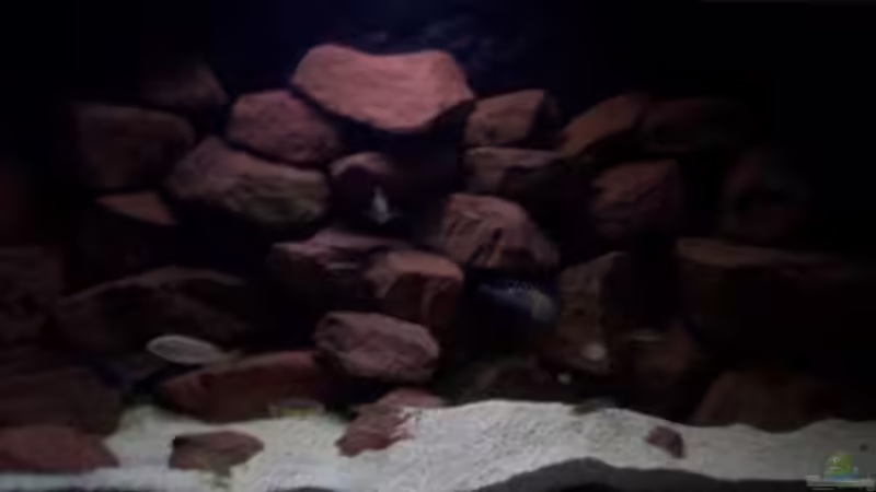 Aquarium CAfra Artenbecken von Sascha Riebke (8)