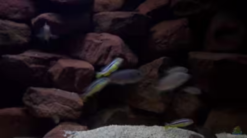 Aquarium CAfra Artenbecken von Sascha Riebke (9)