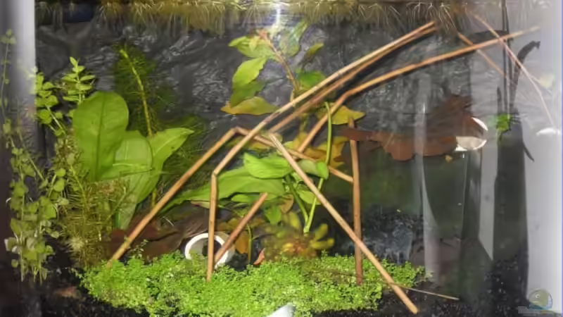 Aquarium Cambarellus puer von Mertin (2)