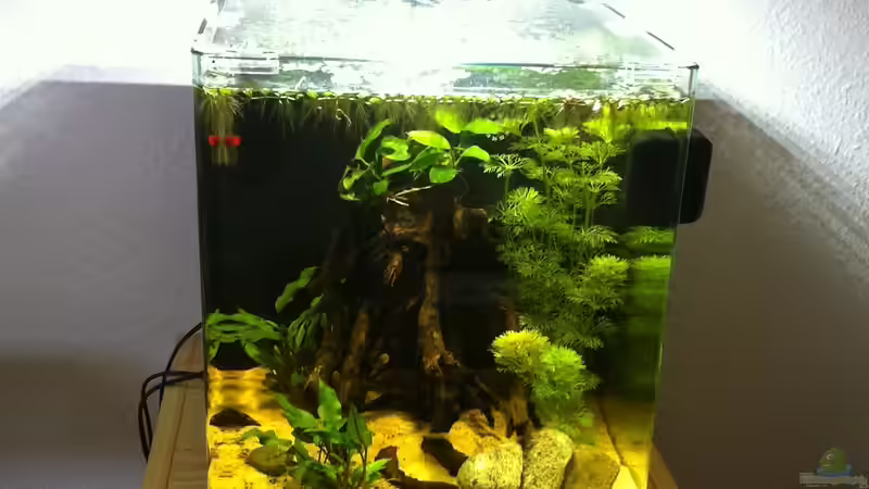 Aquarium Cambarellus von Bavaria (2)