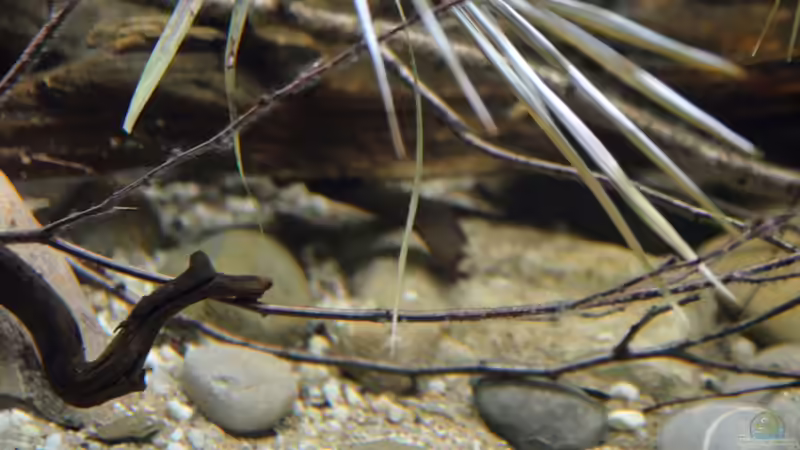 Aquarium Cameroon beauties / Nur noch Beispiel / von Didi (10)