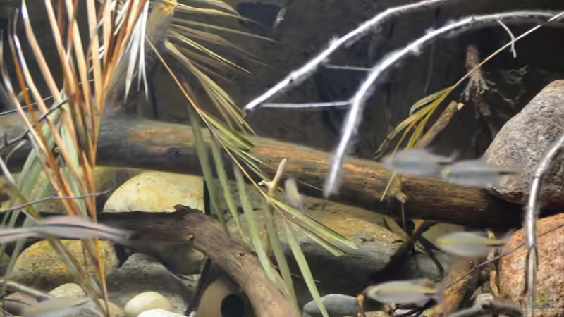 Aquarium Cameroon beauties / Nur noch Beispiel / von Didi (3)