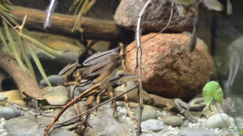 Aquarium Cameroon beauties / Nur noch Beispiel / von Didi (4)