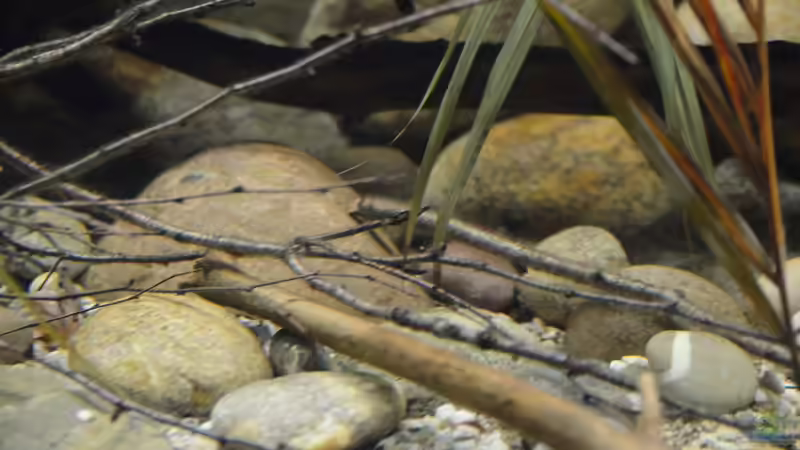 Aquarium Cameroon beauties / Nur noch Beispiel / von Didi (6)